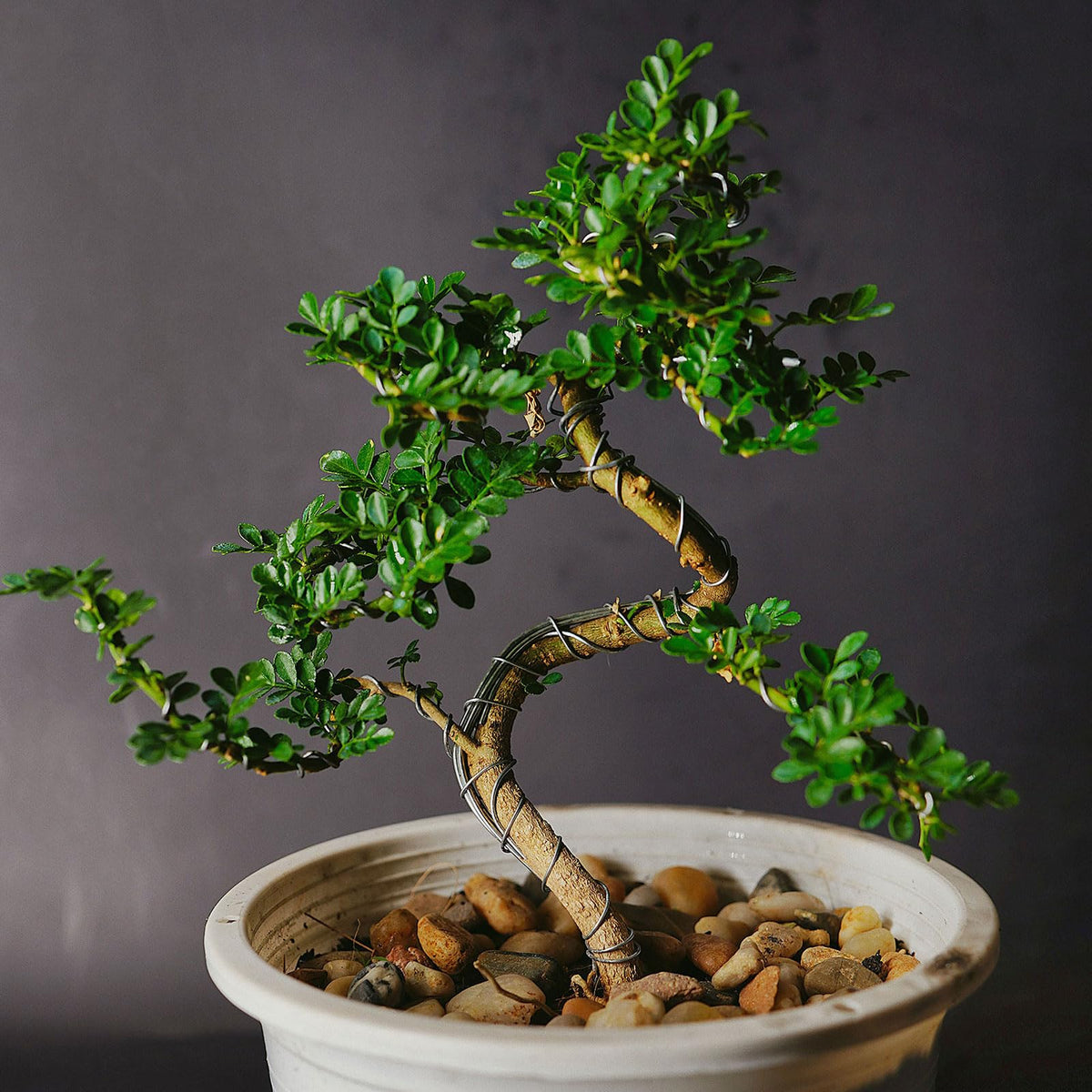 Bonsai Training Wire 2.5mm Anodised Aluminium Floral Craft Wire 29m Roll – Silver